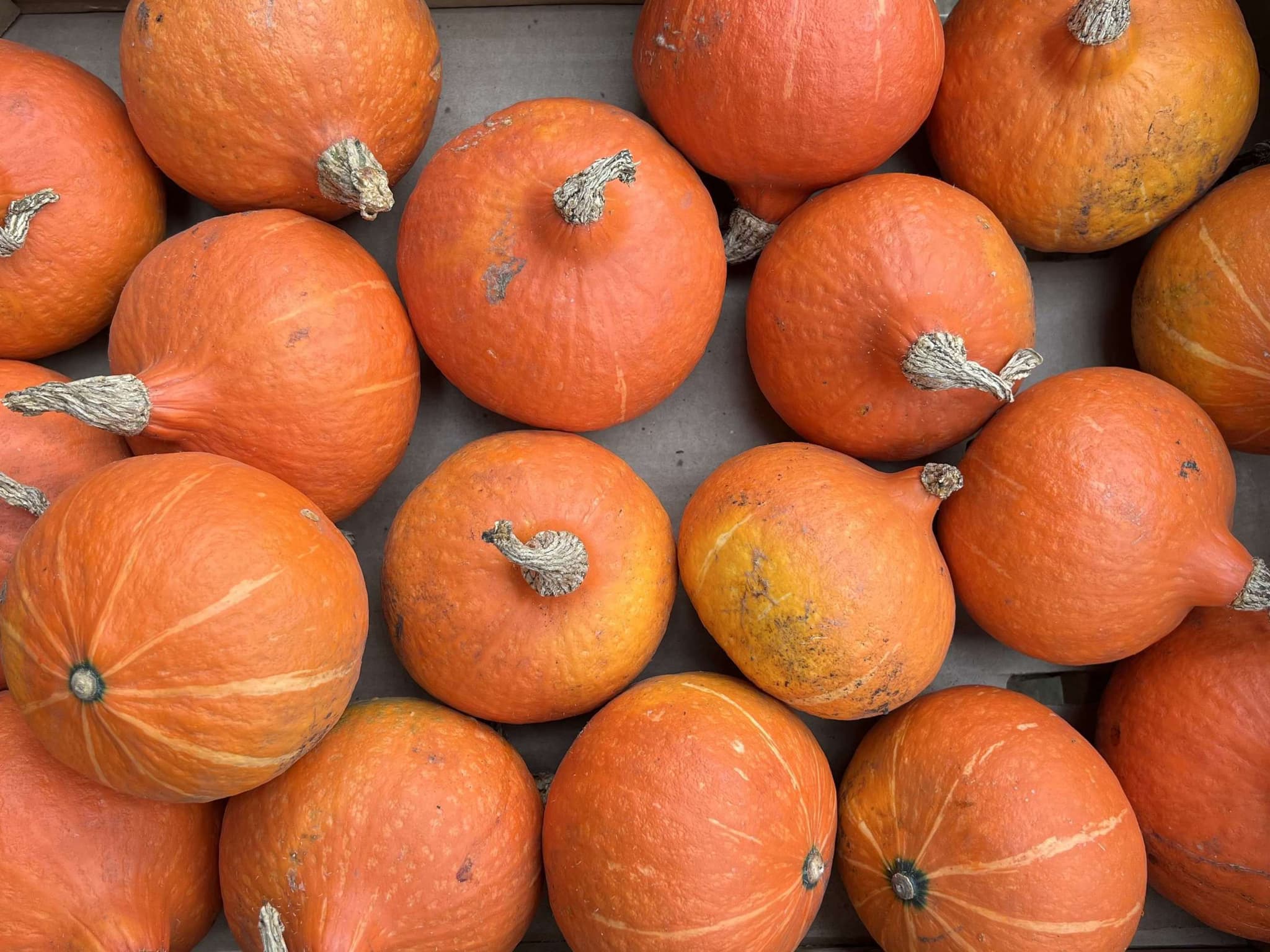 Organic Red Kuri Squash (1kg)