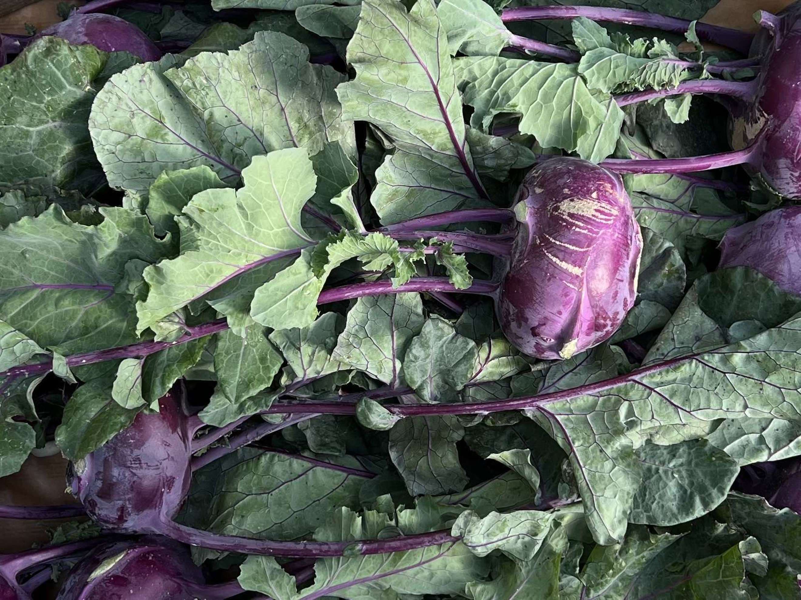 Organic Kohl Rabi