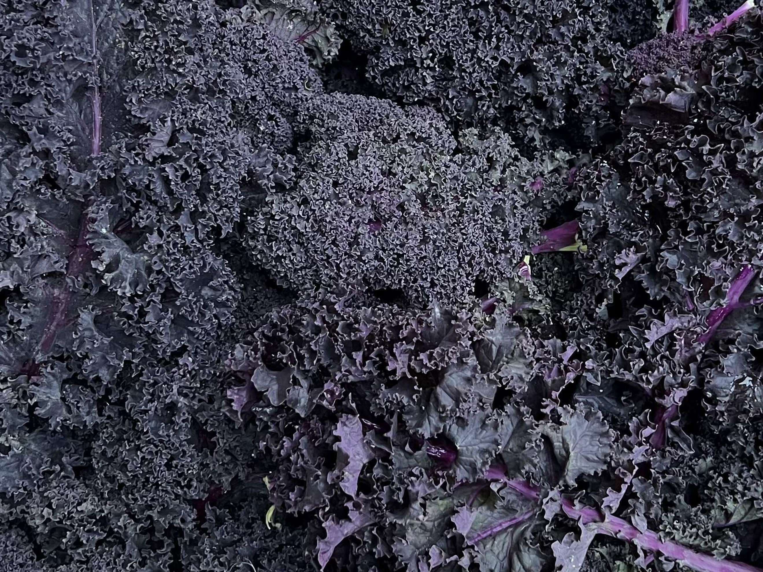 Organic Kale Red