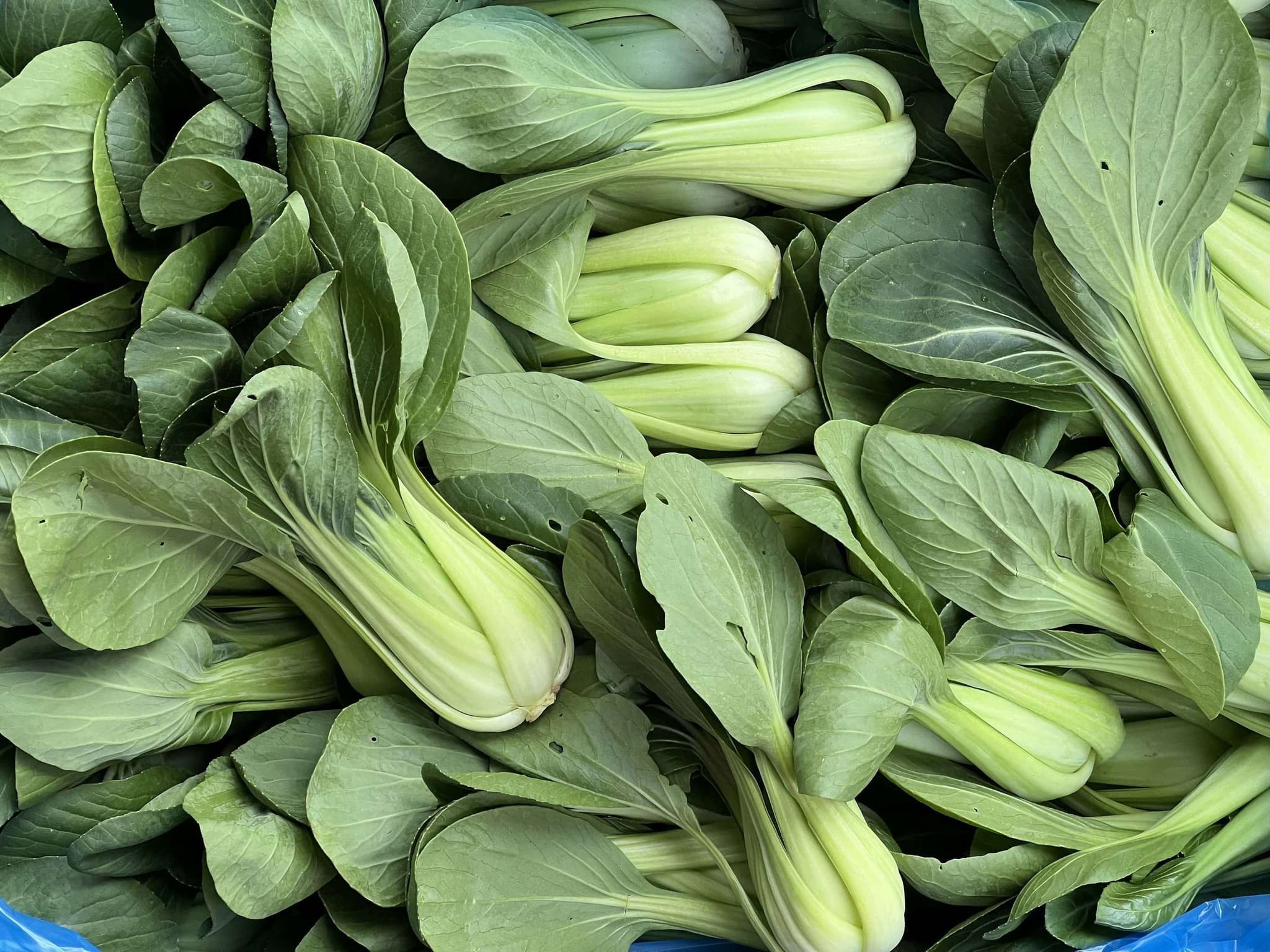 Organic Pak Choi (300g)