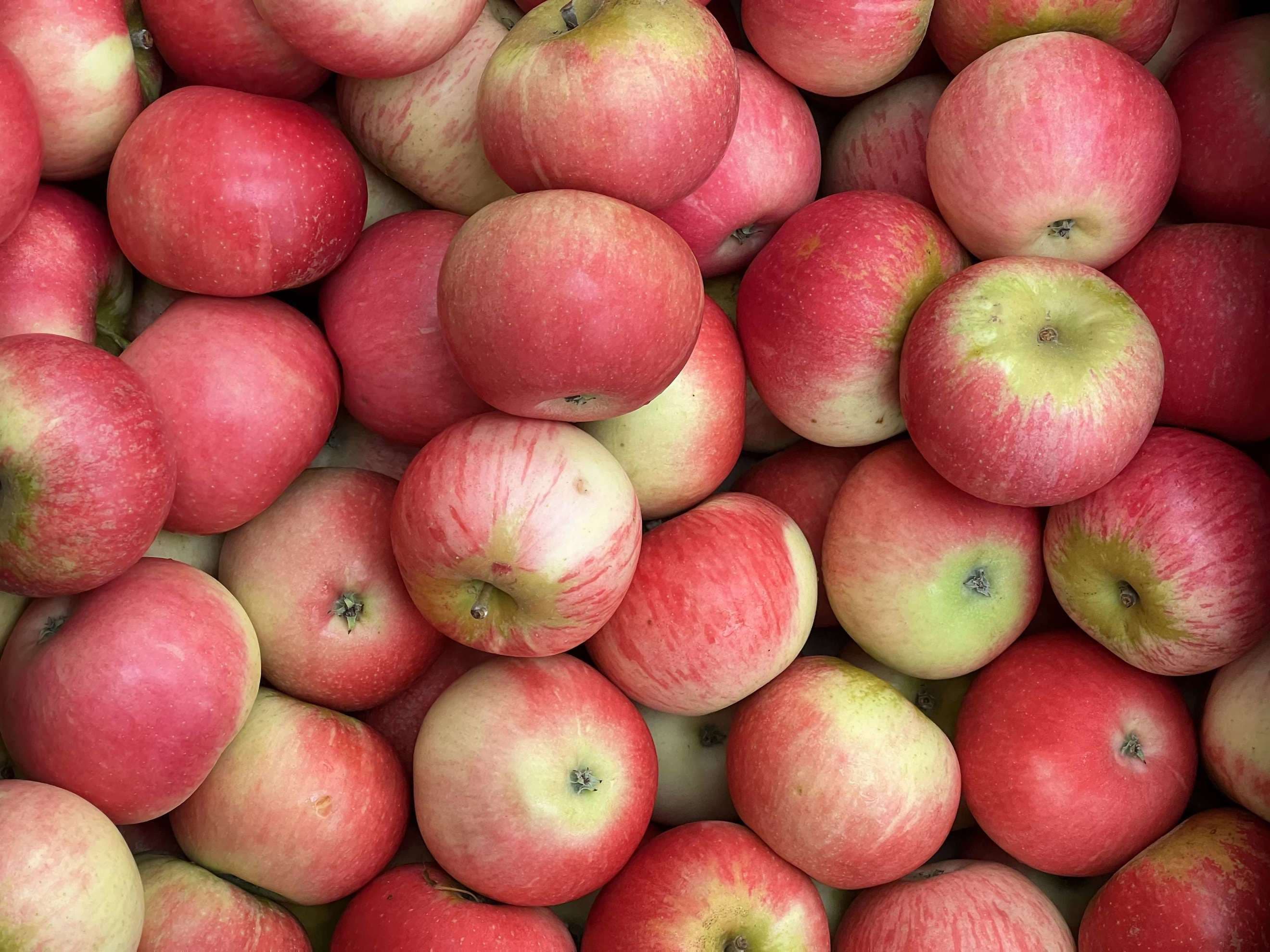 Organic Apples (1kg)