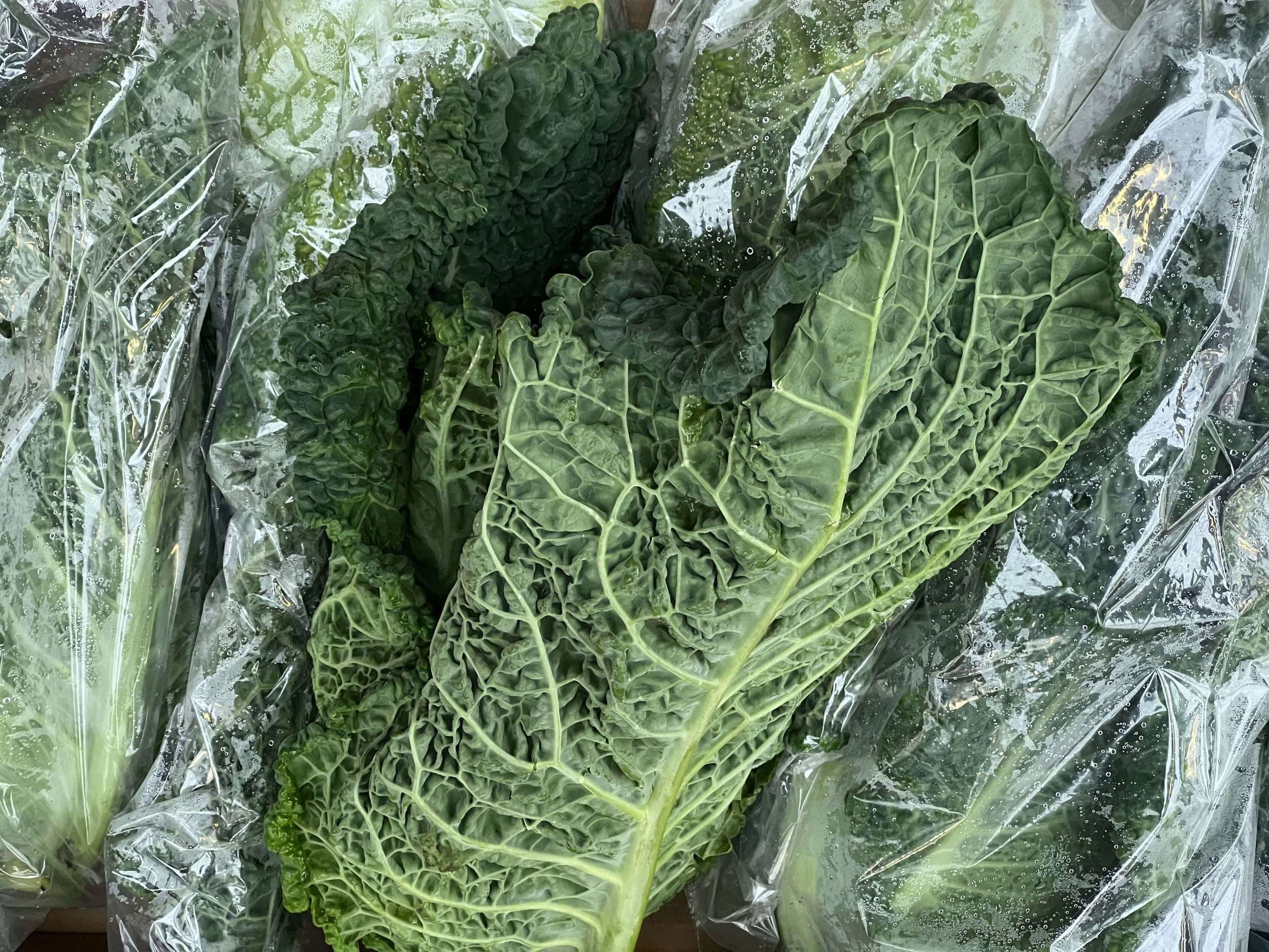 Organic Cabbage Savoy Pointed