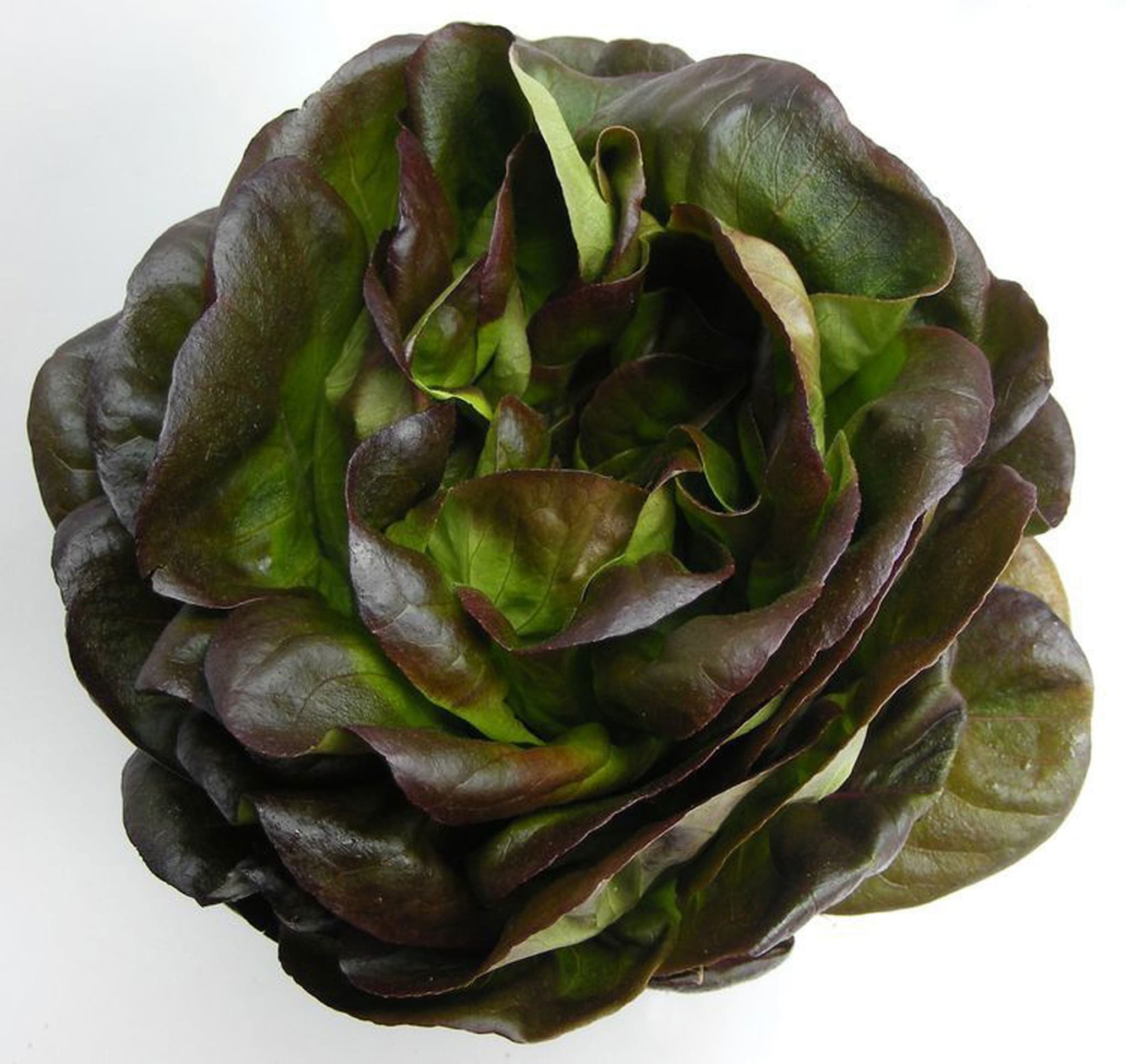 Organic Lettuce