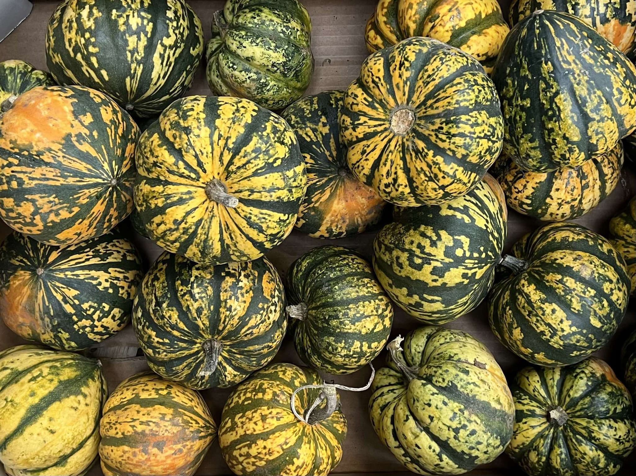 Organic Harlequin Squash (1kg)
