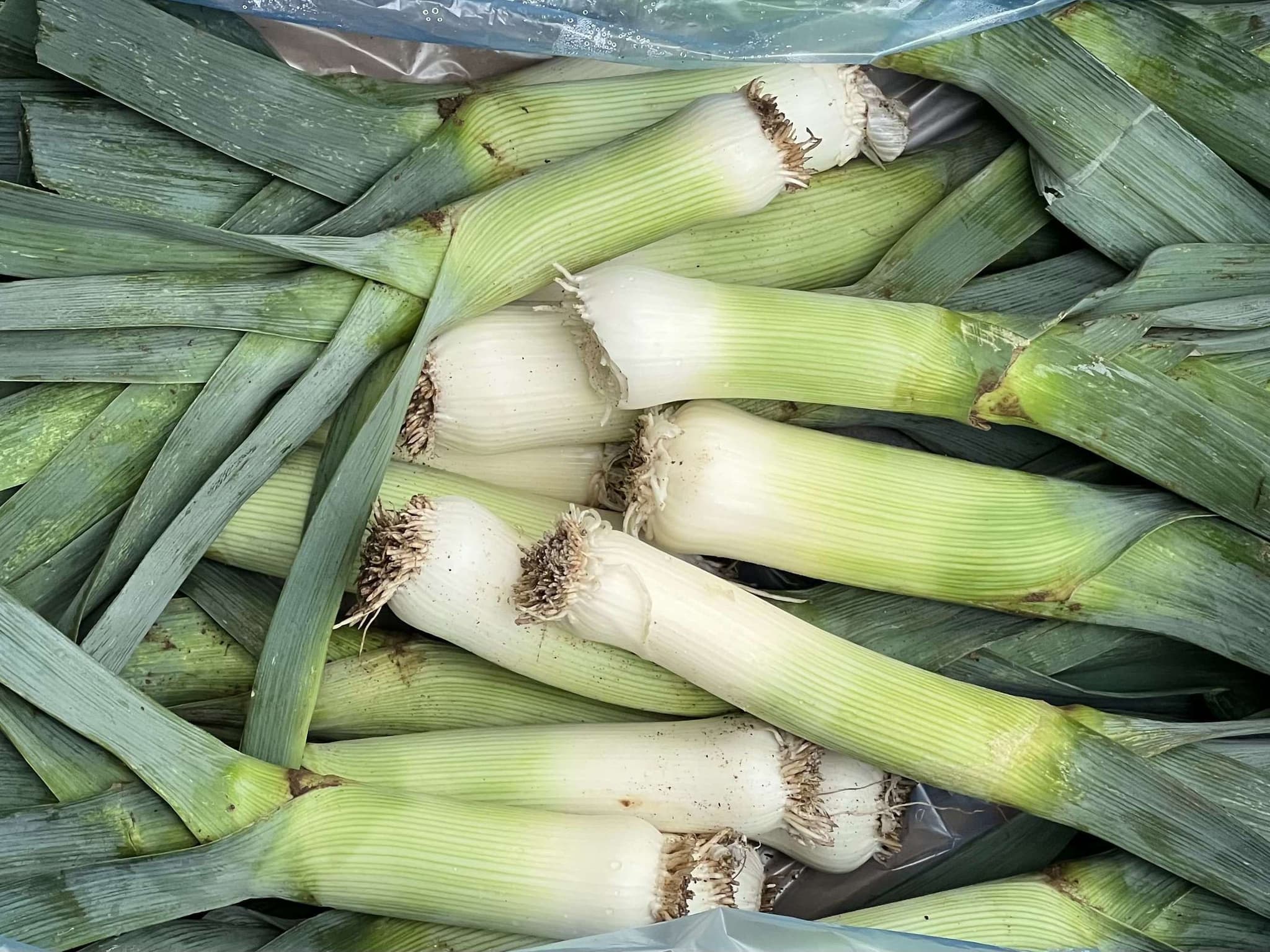 Organic Leeks (500g)